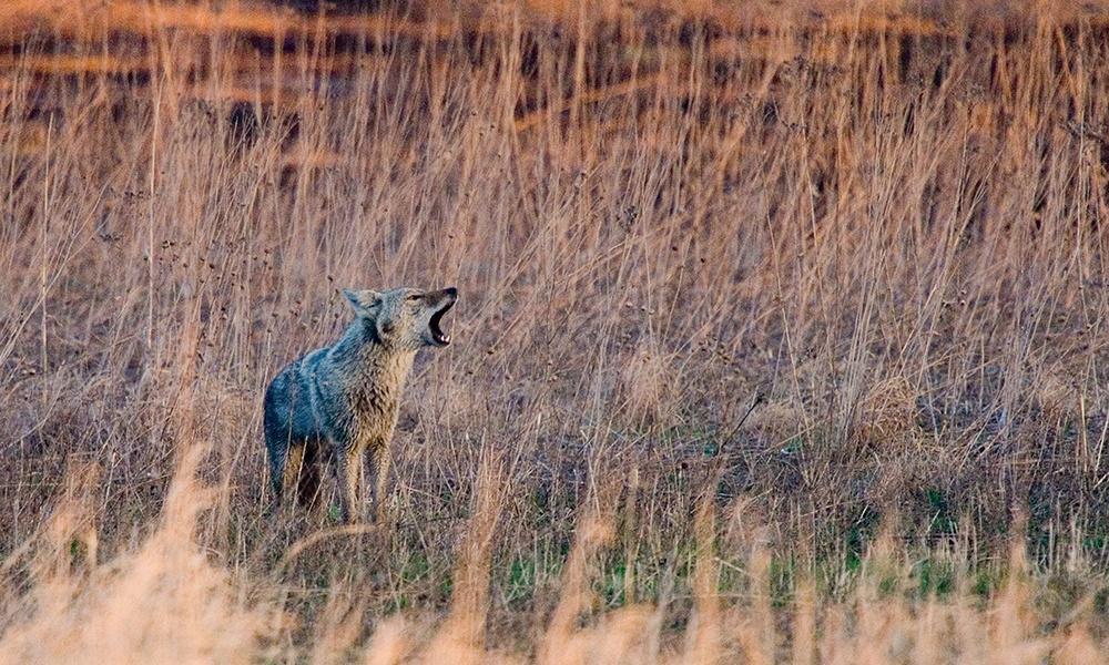 coyote-DavidDavis