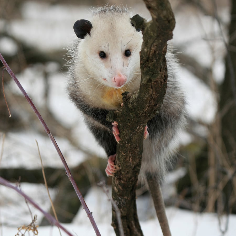 Opossum atop a skinny branch.