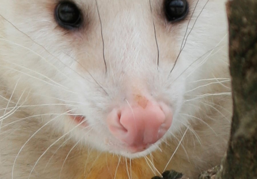 A close-up photograph of an opossum shows its pink nose, dark eyes, and long whiskers.