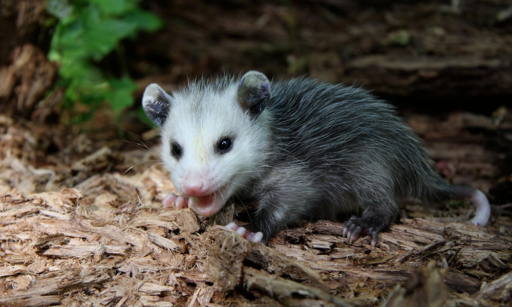 young-opossum-1000x600