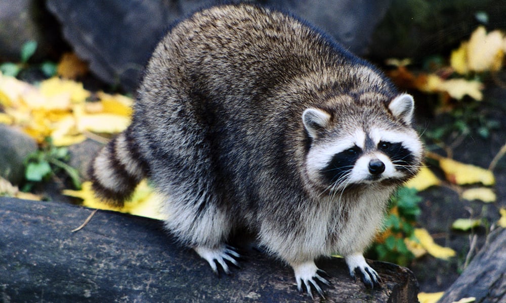 Raccoon-1000x600