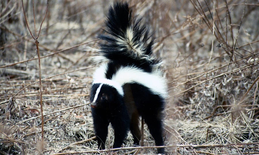 A skunk stands alert, with its tail raised over its back.