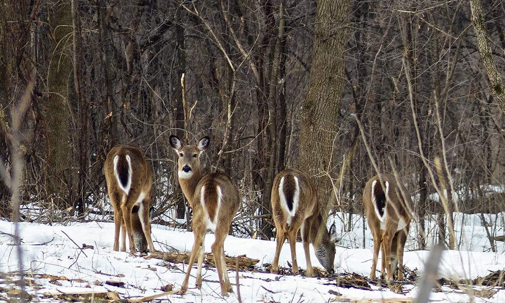 McDowell-Grove-deer-1000x600