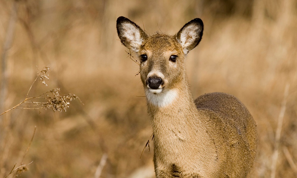 white-tailed-deer