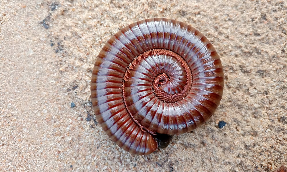 Millipede- curled--Aimeabibis-wikimedia-commons-1000x600