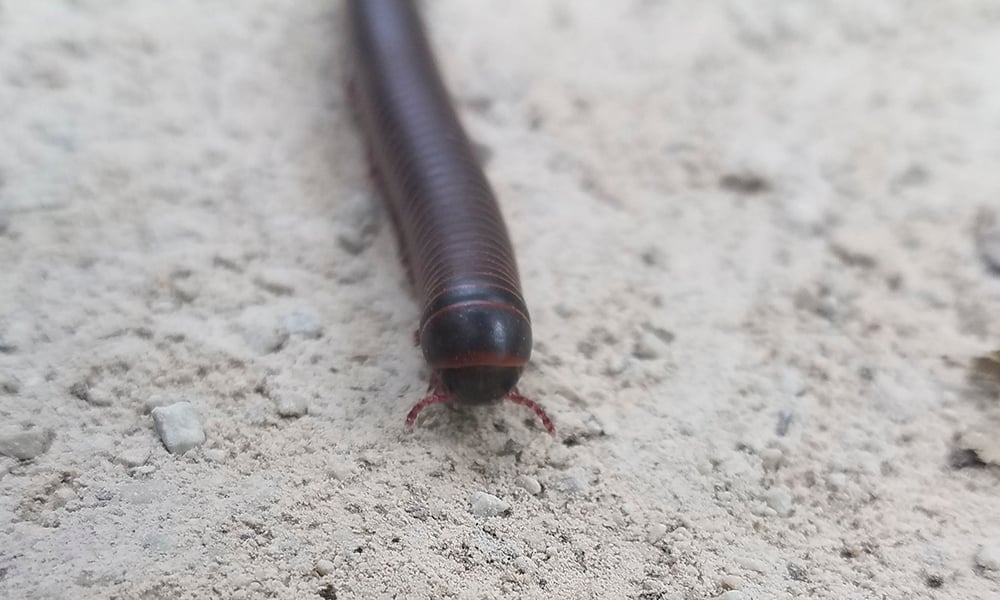 Millipede-3-1000x600