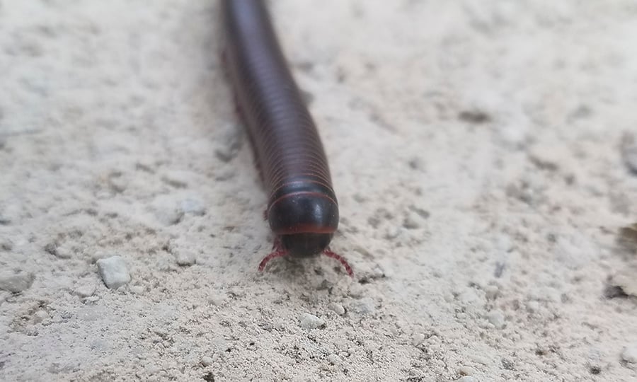 A millipede crawls along light-colored ground.