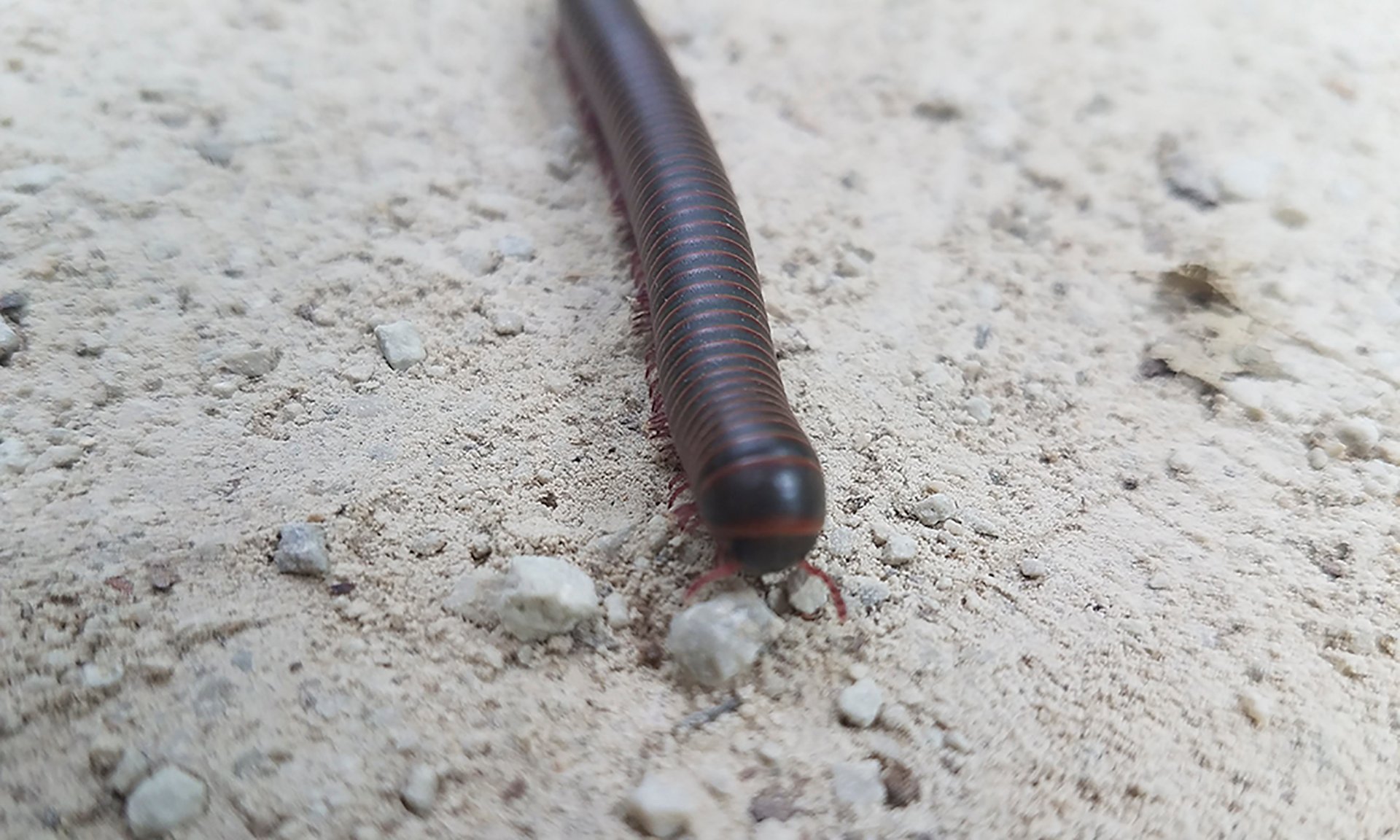 Millipede-top-1000x600