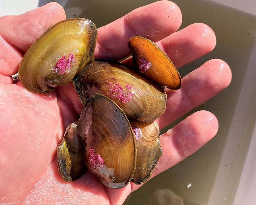 Six mussels rest in a person's hand.