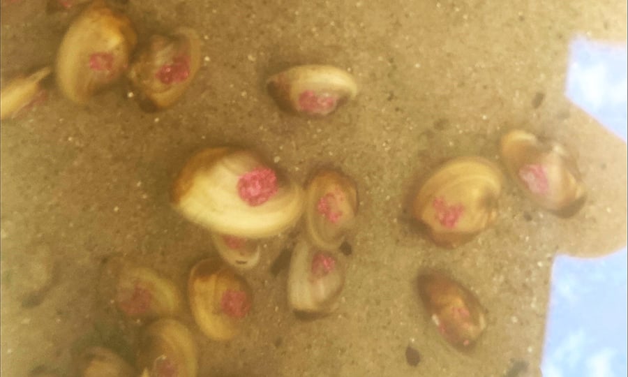 Plain pocketbook mussels with red or pink tags attached to their shells.
