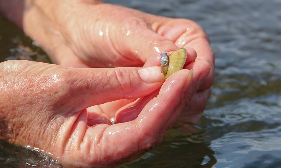 A person holds a small mussel just above a stream's surface.