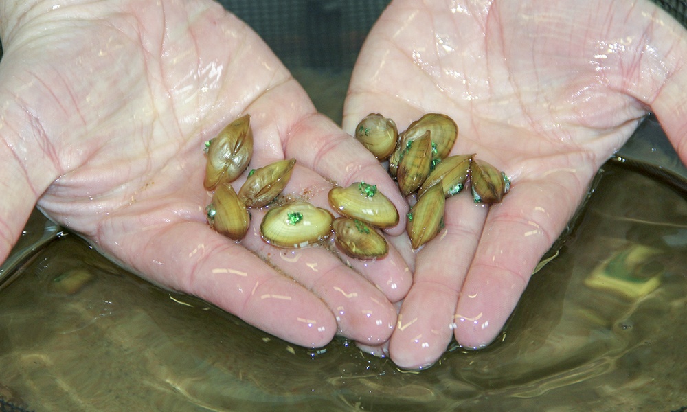tagged-mussels-in-hand