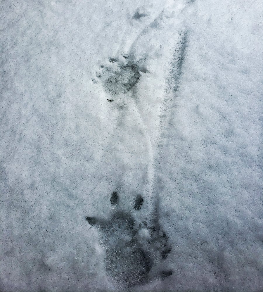 Tracks from an opossum dragging its tail in snow.