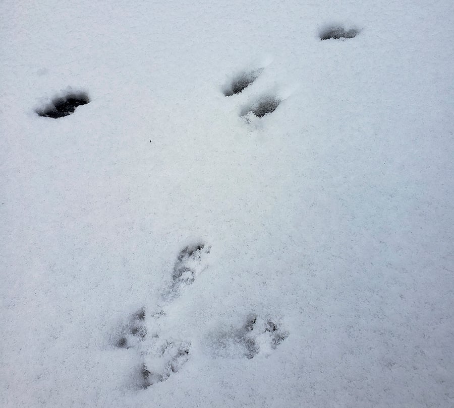 Rabbit and squirrel tracks dot a snow field.