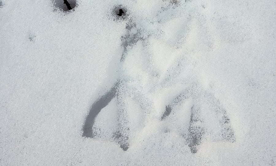 Mallard footprints are slightly covered by snow.