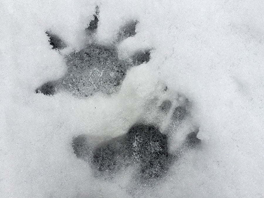Opossum tracks in snow can resemble human hands.