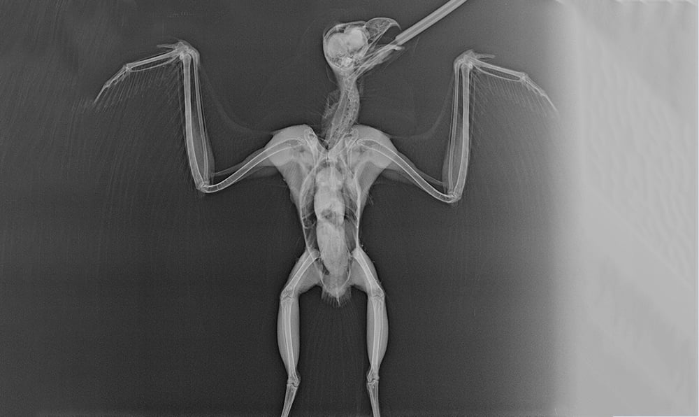 SEOW Radiograph (1) (002)