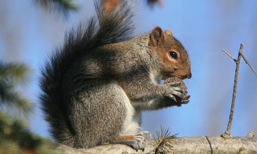 A squirrel eats a nut while perched on a tree branch in front of a clear sky.