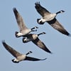 canada-geese