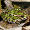 northern-leopard-frog