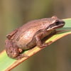 western-chorus-frog