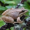 wood-frog