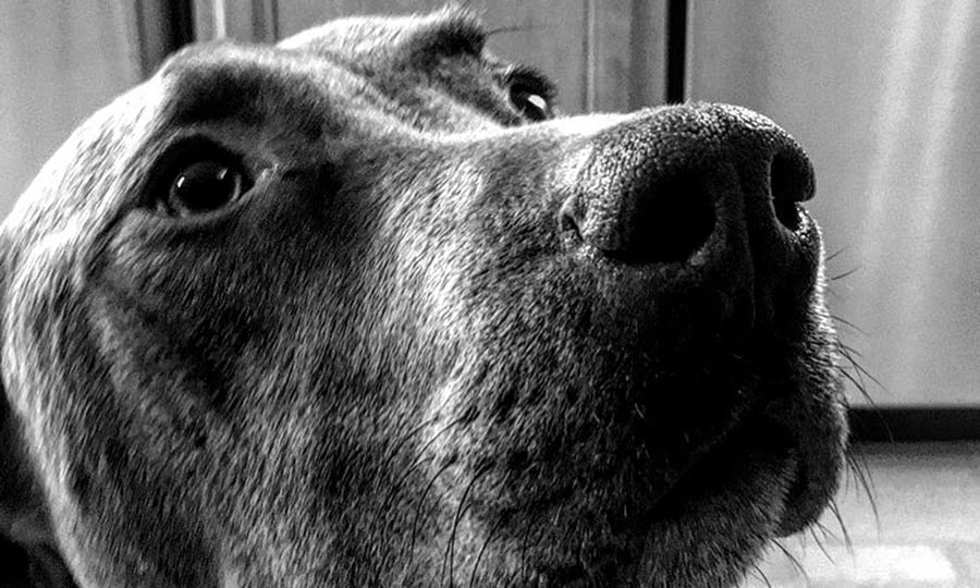 A black and white closeup of a dog's snout.