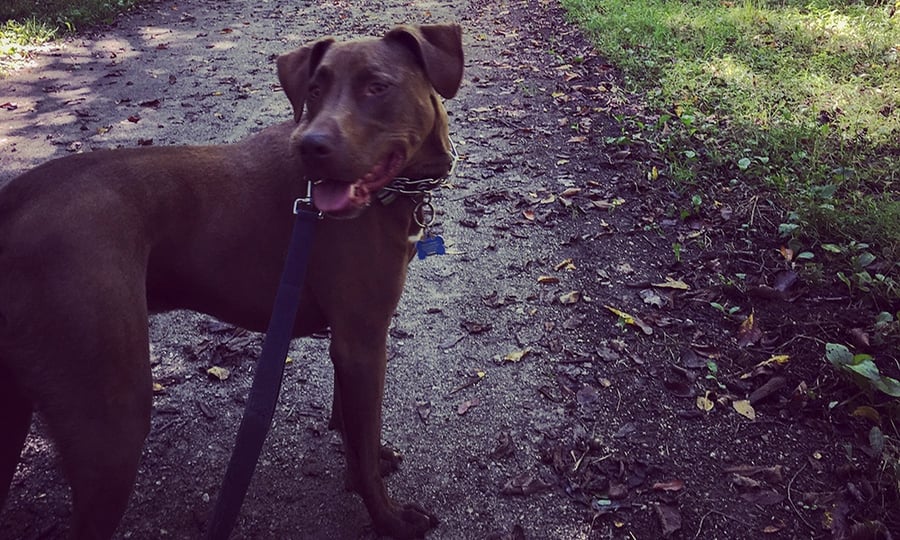 A leashed dog smiles while on a hiking path.
