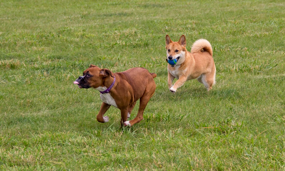 two-dogs-1000x600