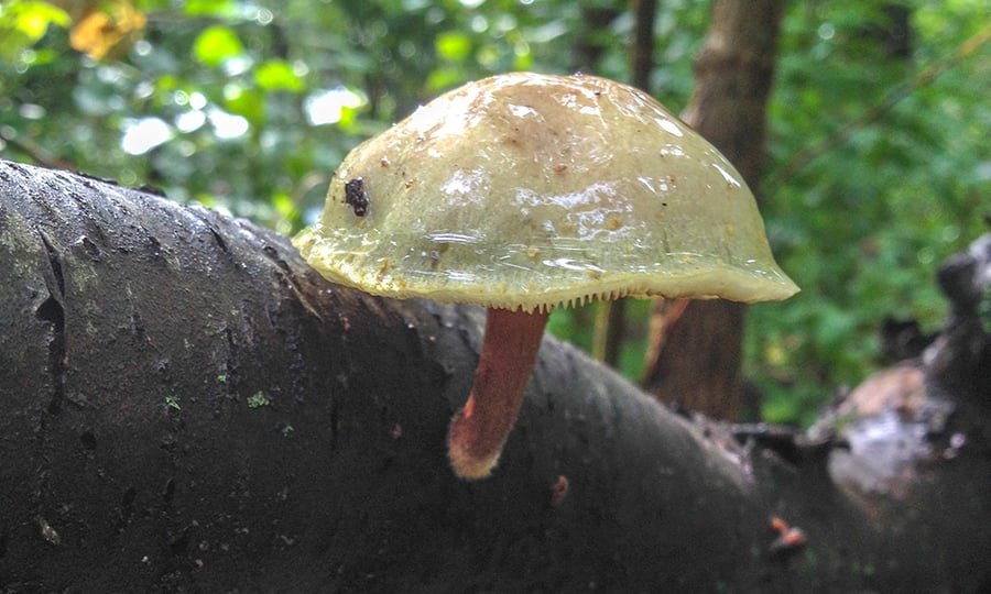 A mushroom grows from a log.