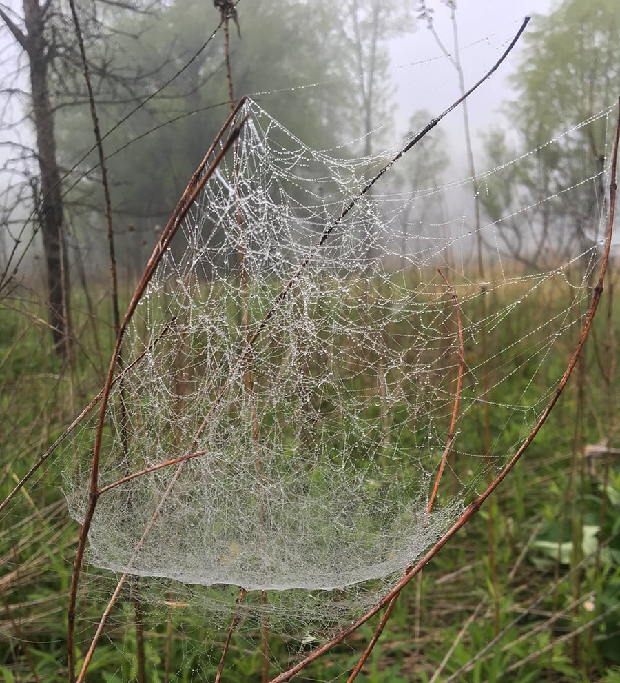 Raindrops stick to a large spiderweb in the woods.