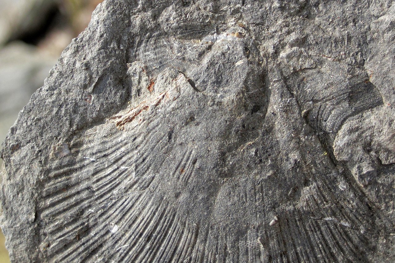 fossil-bivalve-james-st-john-feature
