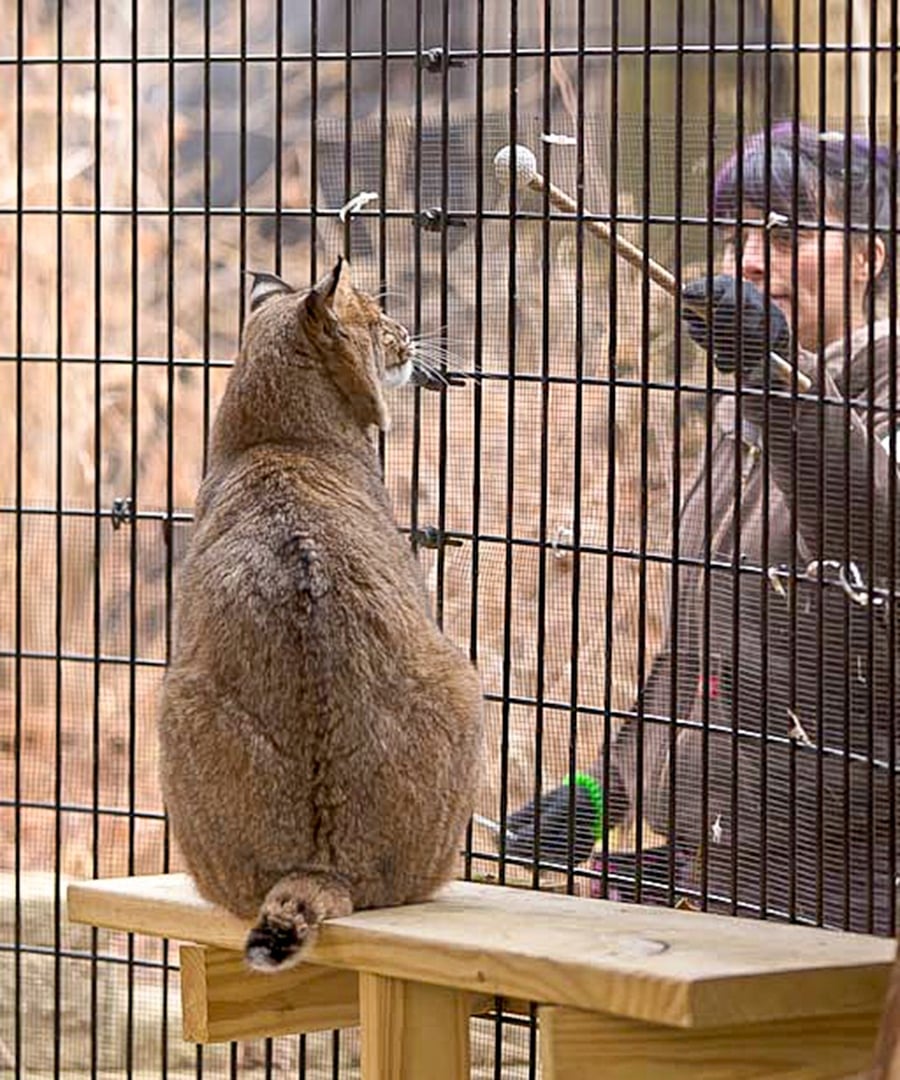 A bobcat sits on a shelf staring at a stick held by a woman outside of the animals screened enclosure.