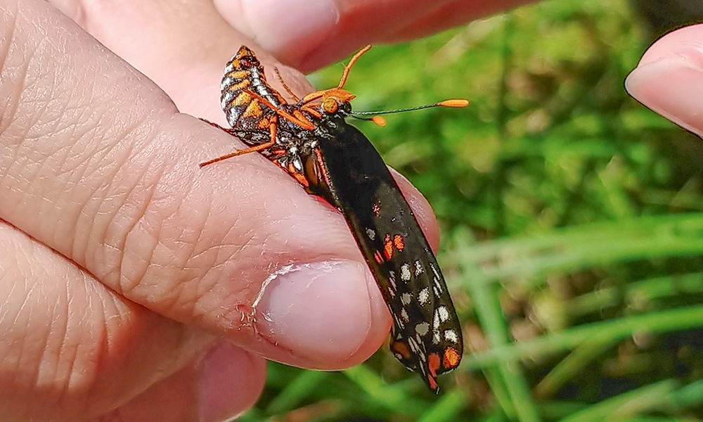 Baltimore-checkerspot-hand