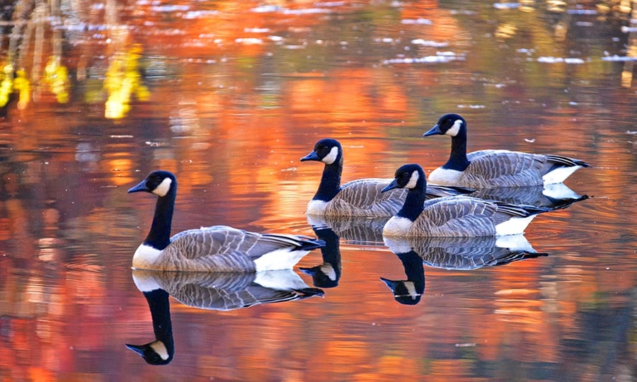 Four geese swim across a calm lake that reflects their image as well as fall colors.