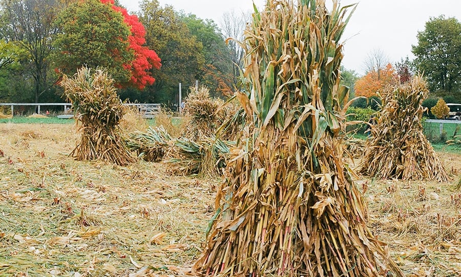 Corn stalks are bundled in a farm field.
