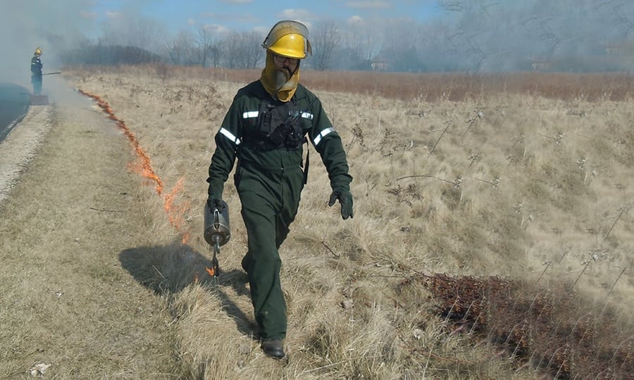 A man with a torch ignites grass adjacent to a fire break line.