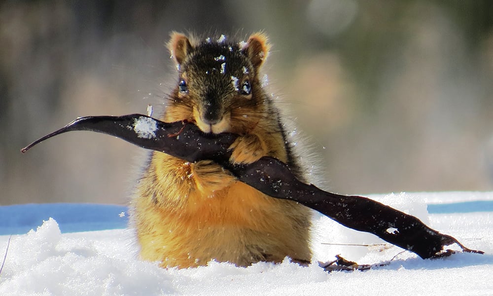 squirrel with locust pod 2-11-14