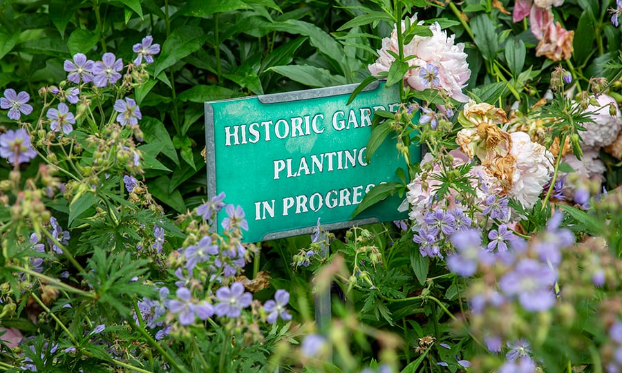 Flowers bloom around a sign reading, "Historic Garden Planting in Progress."