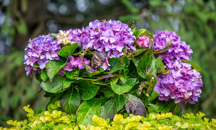 Violet flowers bloom from a green plant.