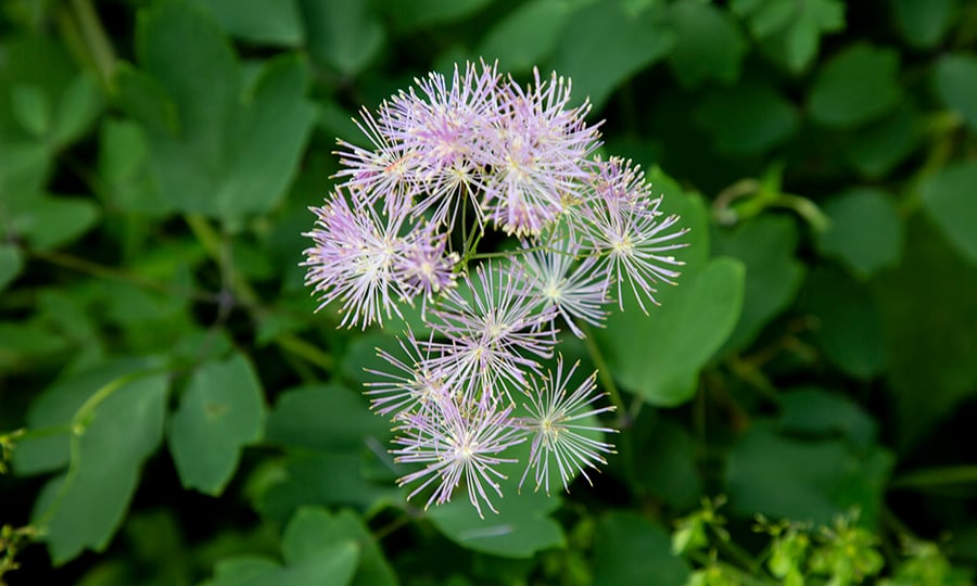 A meadow rue has skinny flowers.