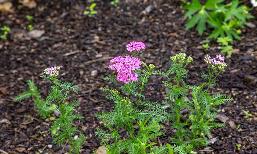 Plants with light purple flowers grow from a bed of mulch.