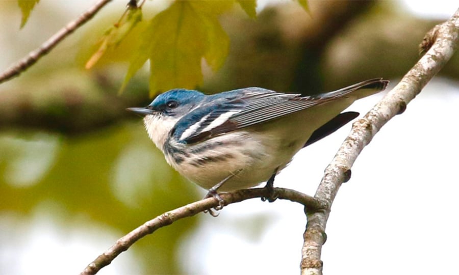 A Cerulean warbler is defined by its bright blue feathers on its head, back and shoulders.