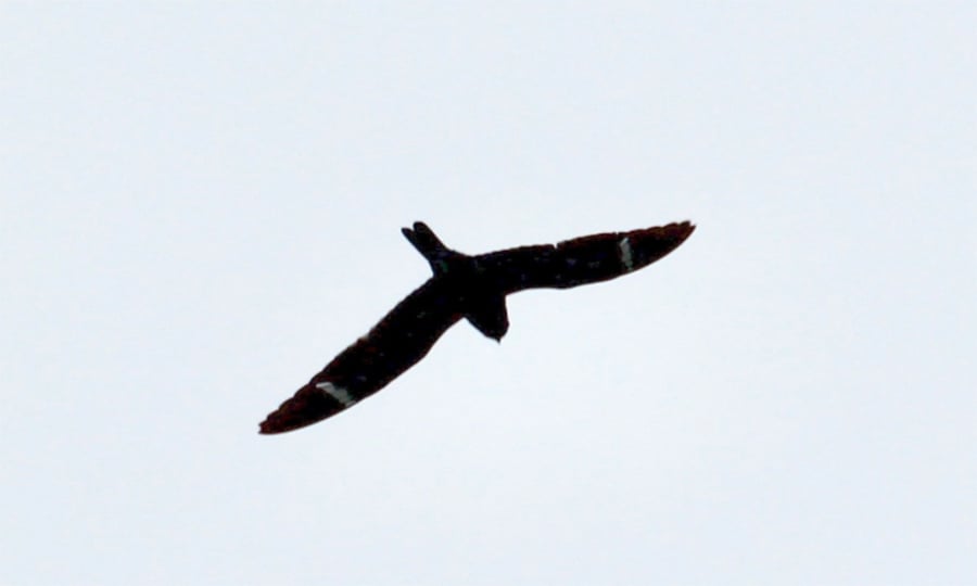 A bird spreads its black wings with white stripes while soaring against a clear sky.