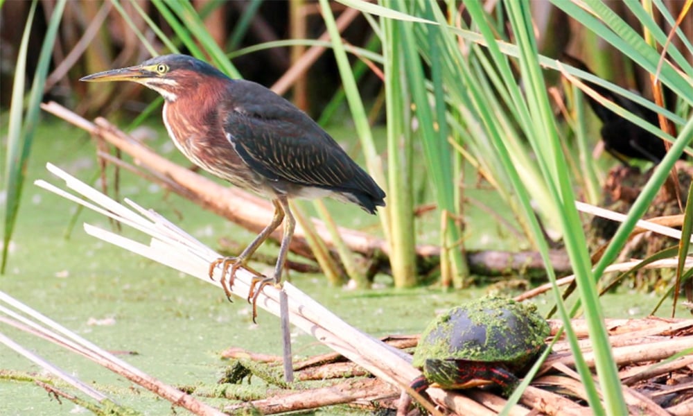 Green_Heron_Bolland