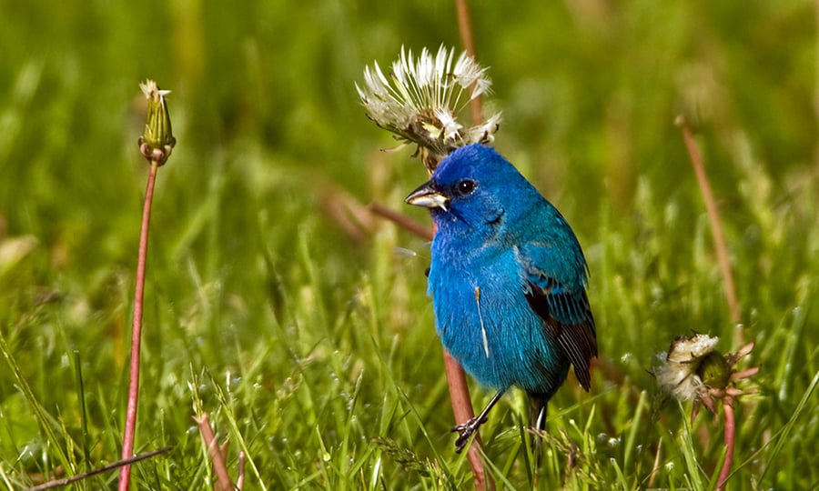 An indigo bunting shows off is shimmering feathers while standing in a grassy field.
