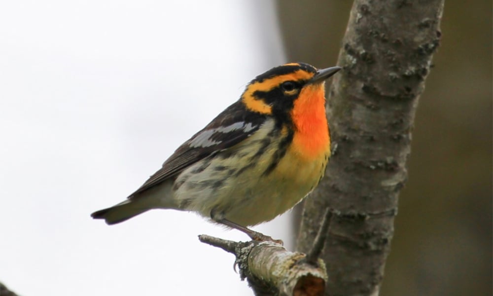 Male_Blackburnian_Warbler_Bolland