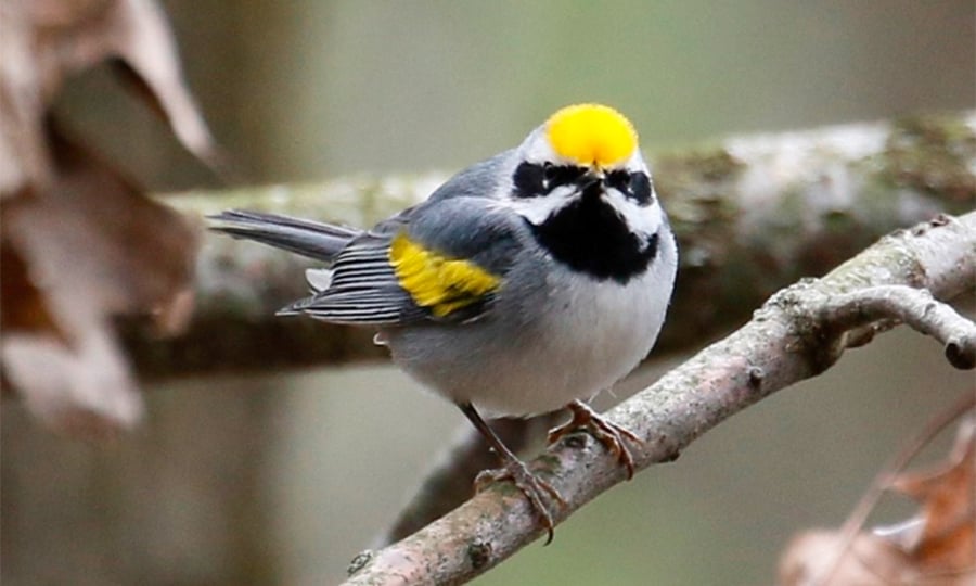 A white and grey warbler with yellow on top of its head and on its wings is perched on a woody branch.