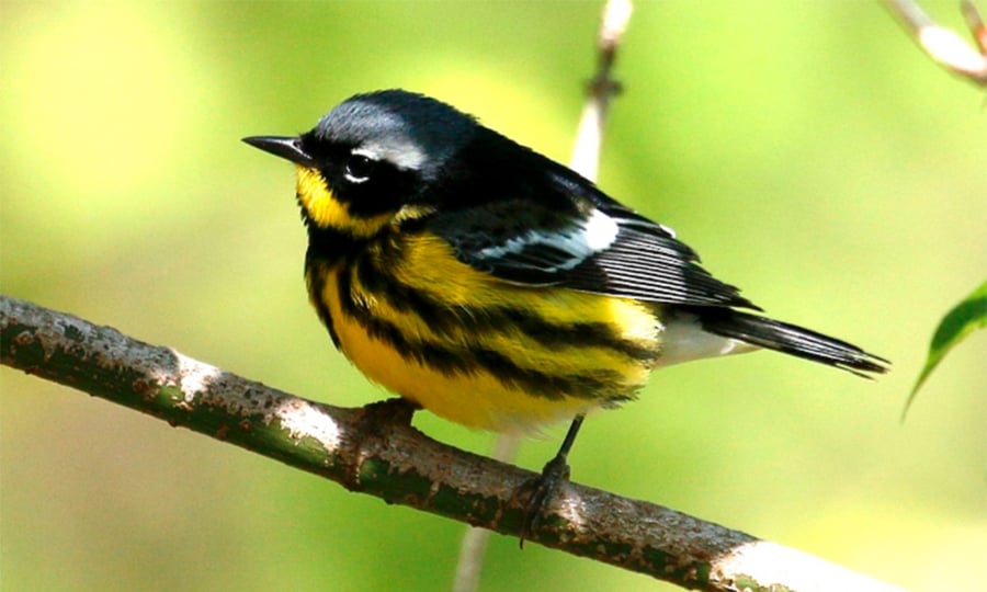This warbler has a yellow belly with black stripes.