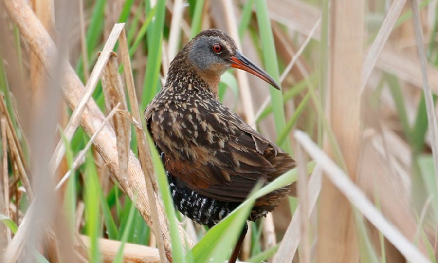 A Virginia rail turns toward the camera, showing its long beak and brown feathers.